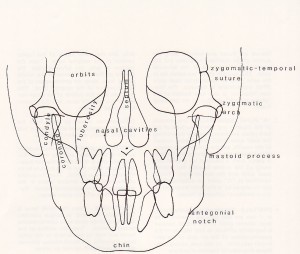 Cephalometric Analysis - Ricketts Frontal Anatomy 1