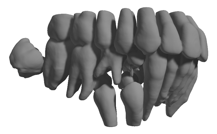 CephX-Teeth-Segmentation