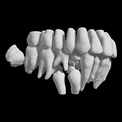 teeth